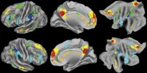 popular_science_brain_scans